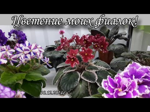Видео: Цветение моих фиалок! 30.12.2024г. Последнее видео в этом году ❄️❄️❄️