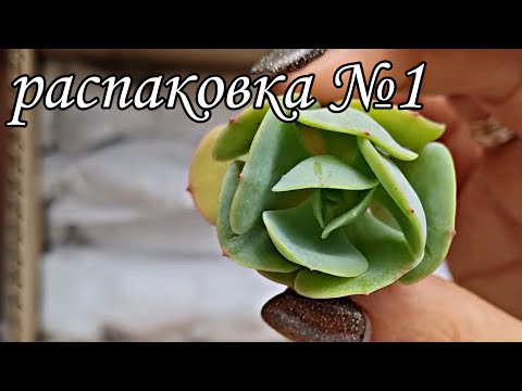 Видео: распаковка №1. посылочка с суккулентами #succulent