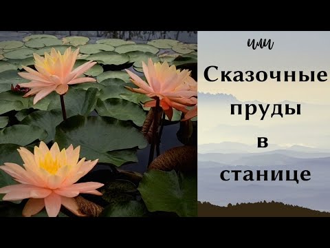 Видео: К чему приводит мечта и невероятный труд // История из жизни одной семьи в станице Варениковская