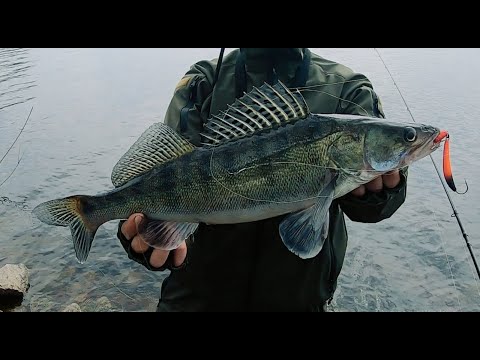 Видео: !!!НОВИНКА!!! Робоча ПРИМАНКА, Робоча ПРОВОДКА на судака, Судак Ваш, Рибалка на джиг з берега