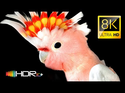 Видео: Самые Странные Птицы в Ошеломительных Цветах 4K 120fps HDR 8K Видео ULTRA HD - Dolby Vision