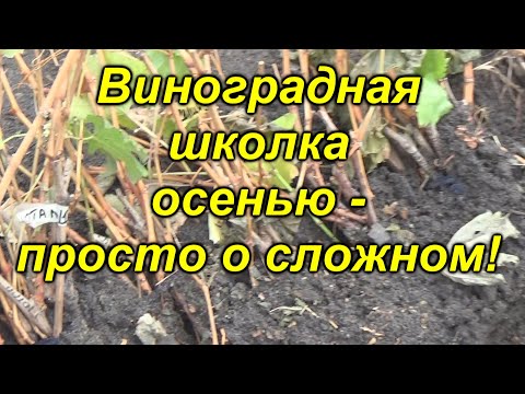 Видео: Виноградная школка осенью - что нужно с ней делать.