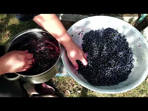 Видео: Синє  вино 🍇🍇🍇🍇🍇