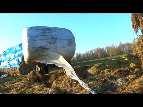 Видео: Сенаж спустя два года хранения