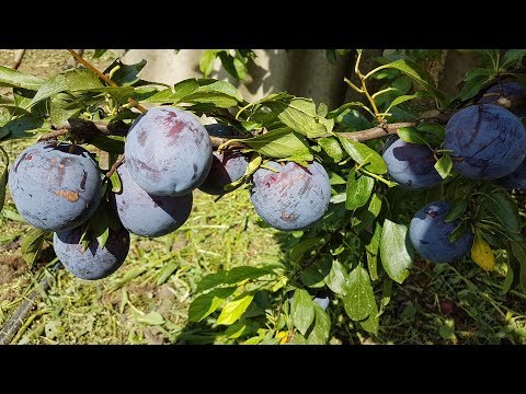 Видео: Слива Бербанк Гигант/ Самый крупный сорт