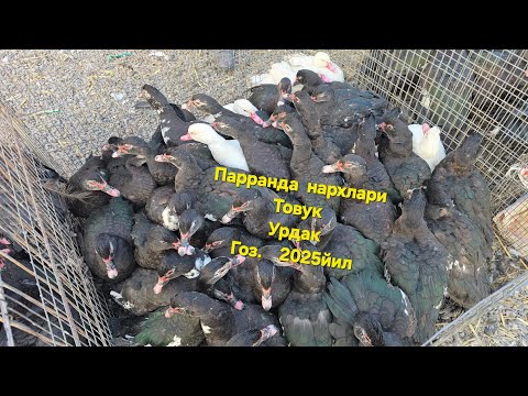 Видео: Рарранда товк урдак гоз нархлари 2025й