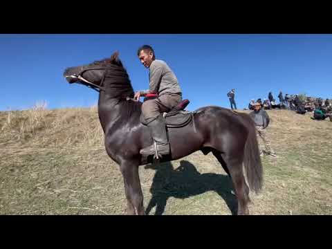 Видео: Өзгөндө ат сатылат байланыш номер 0553170381