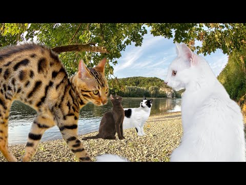 Видео: Коты-Воители -  Путь Древесного племени/ часть 9