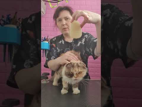 Видео: экспресс линька кошки /סירוק עמוק לחתול