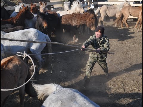 Видео: Даага дэллээн в Ушарбае