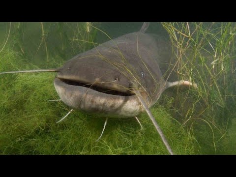 Видео: ЛЮТЫЙ ЖОР СОМА НА ЗАКИДУШКИ !!! НЕ УСПЕВАЮ ЗАБРАСЫВАТЬ!!! РЫБАЛКА С НОЧËВКОЙ НА СОМА!