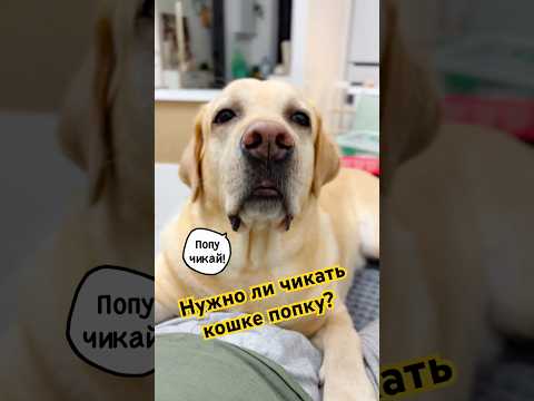 Видео: Парень каждый день жалуется на кошку!! Чикать попу? #лабрадор #собака #собаки #лабрадорретривер