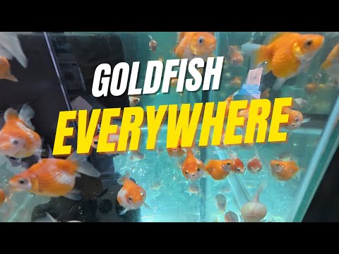 Видео: Исследуя японский город золотых рыбок — Ямато Корияма