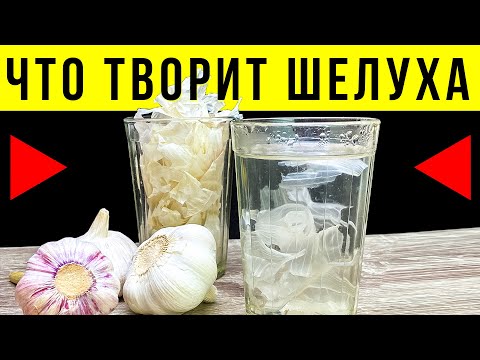 Видео: Узнав ЭТОТ Секрет Вы больше Никогда не выбросите Шелуху Чеснока! И вот Почему...
