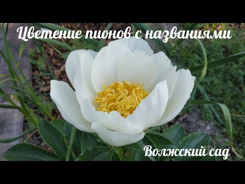 Видео: Цветение пионов 2022, с названиями сортов.
