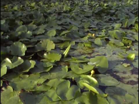 Видео: Природа Ренийского района