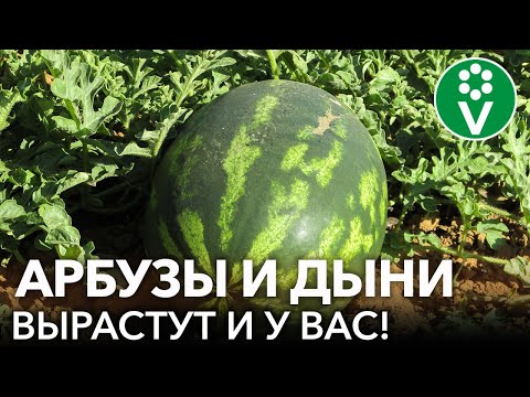 Видео: СЕКРЕТЫ ВЫРАЩИВАНИЯ АРБУЗОВ И ДЫНЬ В ХОЛОДНОМ КЛИМАТЕ! Как вырастить здоровую и коренастую рассаду