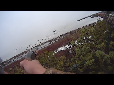 Видео: ОХОТА НА ГУСЯ 2024. Только выстрелы.