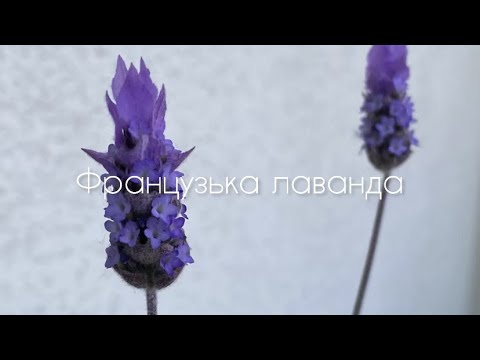 Видео: Французька лаванда в горщику