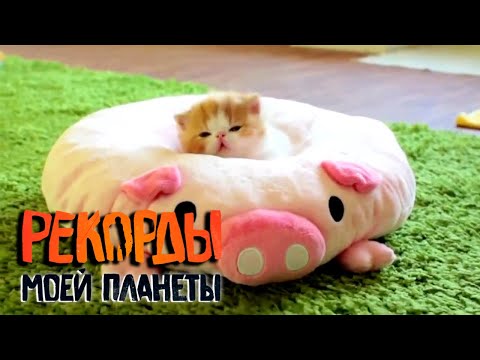 Видео: Самые милые и самые умные животные. Рекорды Моей Планеты с Тимофеем Баженовым @moyaplaneta