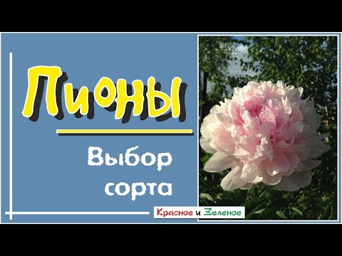 Видео: Пионы. Как не делать ошибок при выборе сорта.