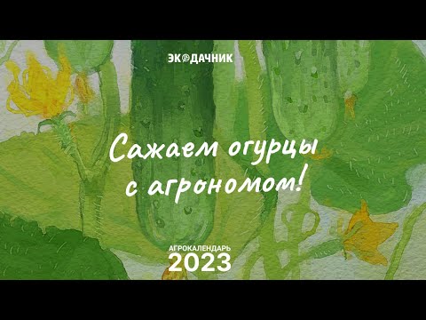 Видео: Уход за огурцами, советы агронома