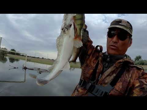 Видео: Спиннинговая ловля судака на джиг./Spinning fishing for walleye on a jig.