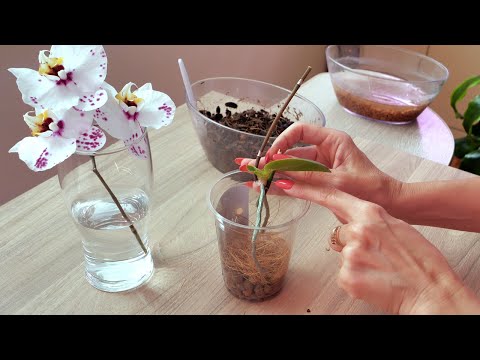 Видео: В этой миксовке СТАБИЛЬНЫЙ, УСТОЙЧИВЫЙ и БЫСТРЫЙ рост у маленьких орхидей. Посадка.
