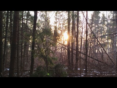 Видео: ОХОТА НА КУНИЦУ/СОБАКИ НАШЛИ ДВУХ КУНИЦ ЗА ДЕНЬ/
