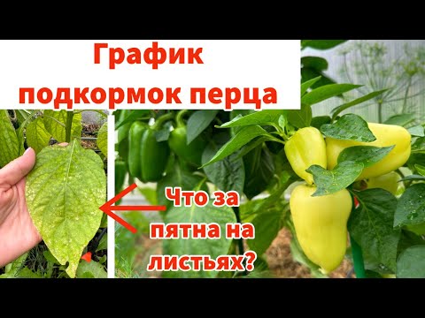 Видео: Чем подкормить перец для большого урожая. ЧТО ЗА ПЯТНА НА ЛИСТЬЯХ ПЕРЦА?