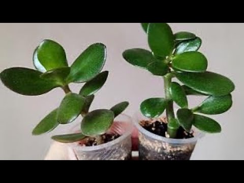 Видео: ТОЛСТЯНКА ОТРОСТИГІН АЛУ ЖОЛЫ🌱Үш ережесін сақтап ТЕЗ ТАМЫРЛАТУ✅ЖАПЫРАҚ ӨНДІРУ.3-бөлім #толстянка