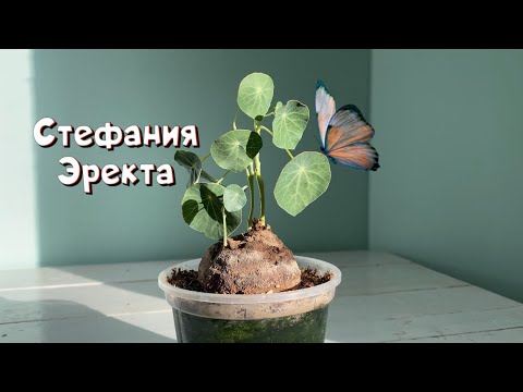 Видео: Stephania Erecta. Уход и выращивание Стефании Эректа.
