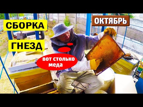 Видео: КАК СОБРАТЬ ГНЕЗДА пчел на зиму? Сколько меда оставить в улье на зиму?