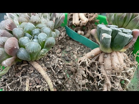 Видео: Корни хавортий разрывают горшки! Мощная корневая система хавортий! Эксперимент с новым грунтом!