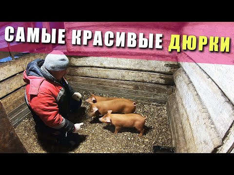 Видео: ЭТО НАДО ВИДЕТЬ! | Поросята порода дюрок | вес поросят в 1 месяц (взвешивание поросят)