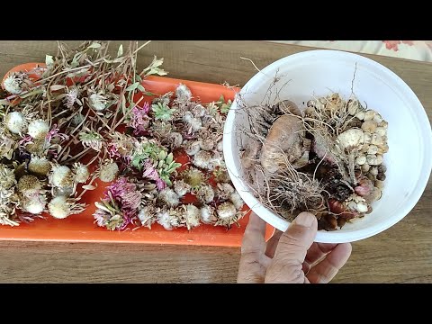 Видео: ГУЛ  УРУГЛАРИНИ  ОЛИБ  КУЙДИМ🌺🌺🌺🌸🌸🌸🏵🏵🏵🌷🌷🌷