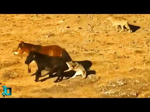 Видео: Вы Должны Это Увидеть! Случаи с Животными Которые Реально Взорвали Интернет!