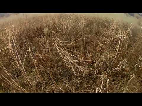 Видео: Отстрел дроби 0000 на 80м