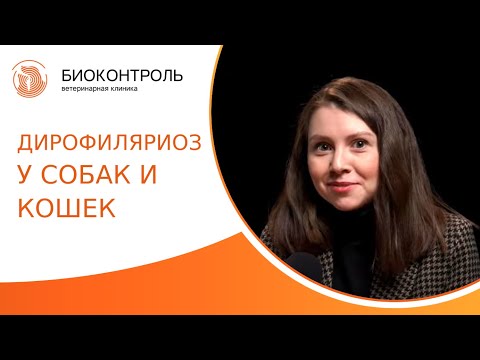 Видео: 🐛 Дирофиляриоз у собак и кошек: диагностика, лечение и профилактика. Дирофиляриоз у собак. 18+