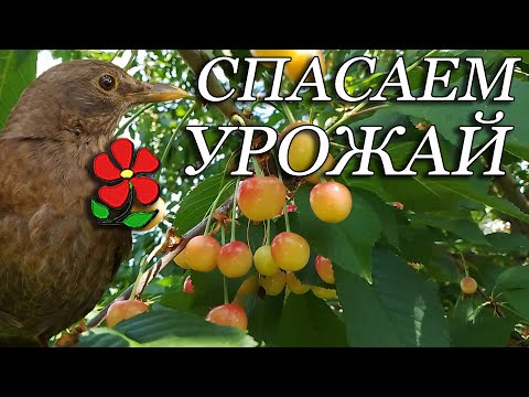 Видео: Спасаем урожай от птиц. Мой опыт.