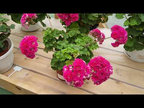 Видео: 882. ЮГ Вино любви в большом и маленьком объеме