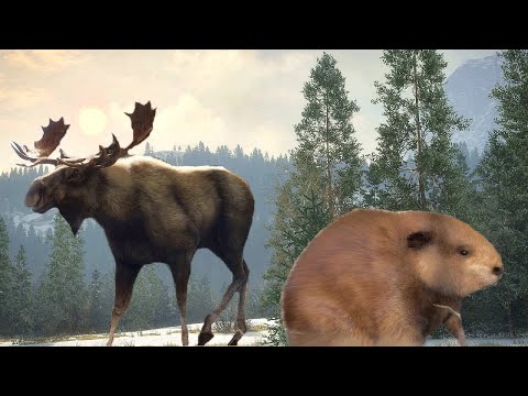 Видео: ОХОТА В ЗАКАЗНИКЕ АЛЬБЕРТА - Охота на БОБРОВ и ЛОСЕЙ в TheHunter Call of the Wild # 3