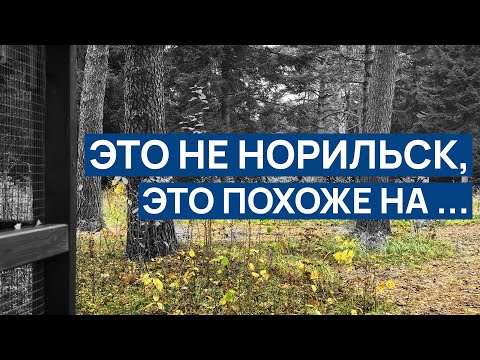 Видео: ЭТО НЕ НОРИЛЬСК, это похоже на ... 🤷 Нашел этот интересный гриб 😀 Их СПАСЛИ ЛЮДИ 🐿️ Домик вольер 🏚️