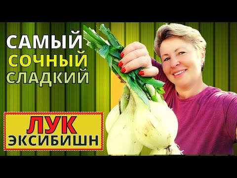 Видео: Хотите много ЛУКА сладкого, сочного и крупного? Сеем вместе ЛУК ЭКСИБИШН без пикировки