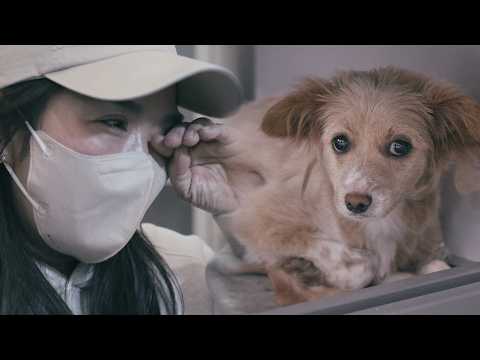 Видео: Химанг, которая находится под угрозой эвтаназии из-за переломов обеих ног