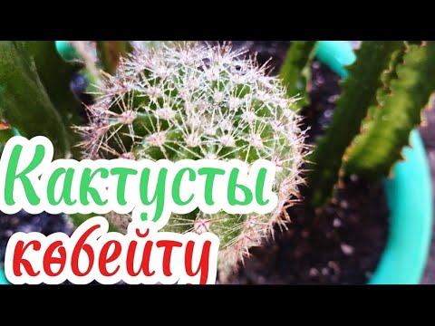 Видео: Кактус 🌵#өсімдік #өсіру #үйдің #Гүлдер #күтім #бөлу #көбейту #сукулент Гүлдер әлемі 🌹