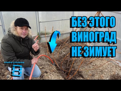 Видео: СЕКРЕТ ХОРОШЕЙ ЗИМОВКИ - ВЛАГОЗАРЯДНЫЙ ПОЛИВ ВИНОГРАДА ОСЕНЬЮ. ВЫРАЩИВАНИЕ ВИНОГРАДА В ТЕПЛИЦЕ