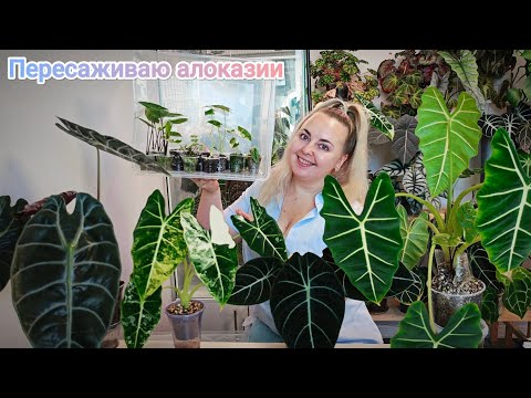 Видео: ПЕРЕСАДКА АЛОКАЗИЙ😍Замешиваю субстрат, показываю корни, пересаживаю деток из мха и многое другое 😉