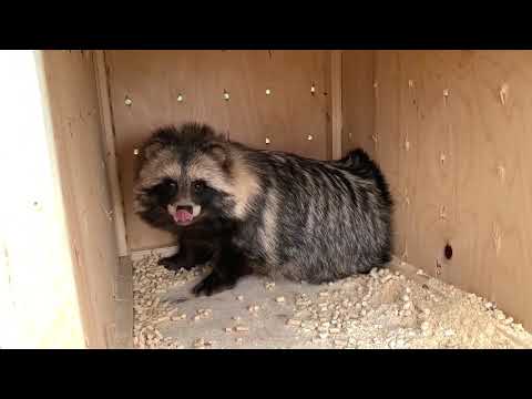Видео: Великое переселение еноты, лисы и енотовидная собака из Мата-Мата Архангельск.