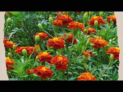 Видео: КАК ЛУЧШЕ СЕЯТЬ БАРХАТЦЫ – В ОТКРЫТЫЙ ГРУНТ ИЛИ НА РАССАДУ